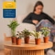 thumbnail image 5 of Mini plantas de interior Live Costa Farms, fáciles de mantener, 10 a 15 cm, 6 unidades, 5 of 9