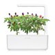 thumbnail image 3 of Pack de 3 chiles morados Click and Grow Smart Garden de Plant Pods, 3 of 6