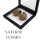 thumbnail image 2 of Fósiles Fabrvog 4‑5 cm con Caja y Lupa, 2 of 6