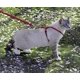 thumbnail image 5 of Arnés y correa elástica para gatos PetSafe Come with Me Kitty, 5 of 6