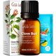 thumbnail image 1 of Aceite Esencial de Clavo Gya Labs 10ml, 1 of 7