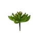 thumbnail image 1 of Suculenta Verde 13cm Con Detalles Increíbles, 1 of 3