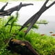 thumbnail image 3 of Kit de herramientas para acuario, 5 en 1, de acero inoxidable, con raspador largo para pecera, pinzas, tijeras, espátula y herramientas de limpieza para paisajismo. Kit de inicio para peces., 3 of 8