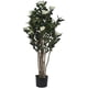 thumbnail image 1 of Planta Decorativa Camelia Japonica 120 Cms., 1 of 4