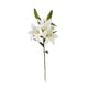 thumbnail image 1 of Lilium Blanco 67 Cms, 1 of 2