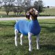 thumbnail image 5 of Tubo de Spandex Azul para Cabra – Weaver Livestock, 5 of 5