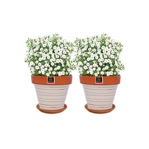 Mestiza - Set De 2 Maceta Kony 19Cm Terra Beige Y Sus Platos