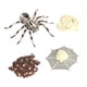 thumbnail image 5 of Conjunto De Ciclo De Crecimiento Animal, Materiales Didácticos Para Niños, Niñas, Regalo De Cumpleaños, 5 of 5