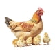 thumbnail image 3 of Pegatina De Pared De Pollo, Gallo, Impermeable, Para La Cocina De Un Apartamento Escolar., 3 of 5