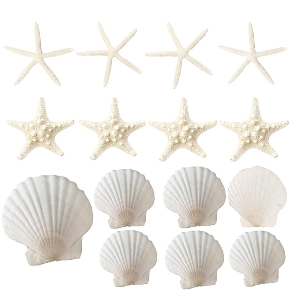 Set de conchas SEAJIAYI, 15 unidades, conchas de conchas de estrella de mar