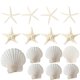 thumbnail image 1 of Set de conchas SEAJIAYI, 15 unidades, conchas de conchas de estrella de mar, 1 of 3