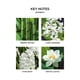 thumbnail image 3 of Frascos de recarga para difusor de pared NEST New York Bamboo, 20 ml, 2 unidades, 3 of 7