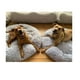 thumbnail image 3 of Cama Antiestres de Felpa para mascotas 80 cm - Gris, 3 of 3
