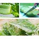 thumbnail image 5 of Gel de aloe vera Mroobest 100% puro, planta, 300 ml, 5 of 8