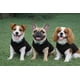 thumbnail image 5 of Suéter para perros, chaleco polar JACKO & CO, suave y cálido para perros de tamaño mediano, 5 of 8