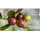 thumbnail image 2 of CAMU CAMU 200 GR, 2 of 2