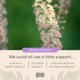 thumbnail image 3 of Suplemento Gaia Herbs Black Cohosh Menopause Support 60 cápsulas, 3 of 3