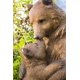 thumbnail image 2 of Estatua de madre y bebé oso de Sculpture Hi-Line Gift Ltd., 2 of 7
