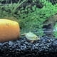 thumbnail image 4 of Huevos de Triops longicaudatus para eclosión y cultivo, 200 piezas, 4 of 7