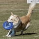 thumbnail image 5 of Disco volador para perros Hyperflite Pup Jawz pequeño 17 cm 90 g, 5 of 9