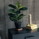 thumbnail image 1 of Ficus Elástica/ Gomero de 45 cm, 1 of 2