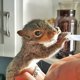 thumbnail image 3 of Sustituto de leche Exotic Nutrition ZooPro para crías de ardilla 250 mL, 3 of 8
