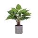 thumbnail image 1 of Anthurium 45 cm, 1 of 1