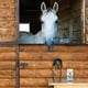 thumbnail image 5 of Polvo preventivo COAT DEFENSE Daily 473 ml para caballos, 5 of 8