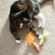 thumbnail image 2 of Juguete para Gato Vibrant Life Sardine Explosion Catnip 3u, 2 of 3