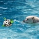 thumbnail image 3 of Pelota De Futbol Para Perros Con Agarre, 20 Cm Diámetro, 3 of 3