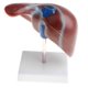 thumbnail image 4 of Ense?anza Escolar Modelo 1: 1 Anatómico Del Lóbulo Hepático Humano De La Vesícula Biliar, 4 of 4