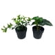 thumbnail image 3 of Planta artificial 9x17cm, 3 of 8
