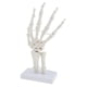 thumbnail image 5 of Modelo Anatómico Esqueleto De La Mano Humana De Tama?o Natural, Anatomía Humana, 5 of 5