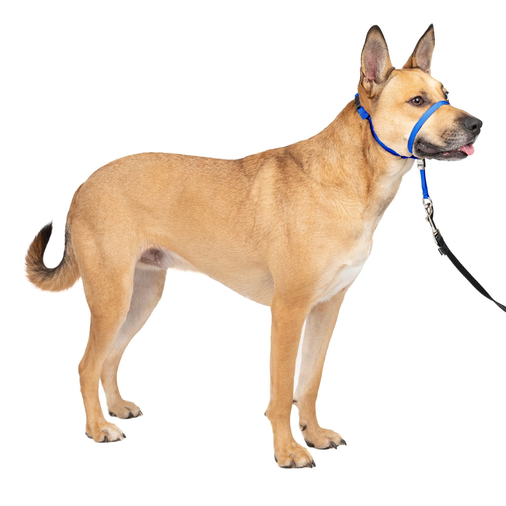Collar Para Perro Petsafe Gentle Leader No-pull, Azul Medio