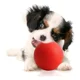 thumbnail image 3 of Pelota Saltarina Extra Dura Juguete Para Perros 10 Cm Rojo, 3 of 3