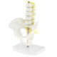 thumbnail image 2 of Pelvis Humana De Tama?o Peque?o Y Modelo Anatómico De Esqueleto De 5 Vértebras Lumbares, 2 of 3