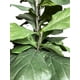 thumbnail image 2 of Árbol Ficus Lyrata 150cm Artificial, 2 of 3
