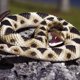 thumbnail image 5 of Figura de reptil Safari Ltd. 102 cm Cascabel de diamante, 5 of 5