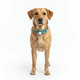 thumbnail image 2 of Collar de Perro con Localizador de Rastreo Global Android, 2 of 3