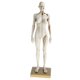 thumbnail image 5 of Modelo De Figura De Anatomía Femenina De 11 Pulgadas Referencia Anatómica Para Artistas - Blanco, 5 of 5
