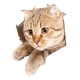 thumbnail image 3 of Pegatina Divertida Para Inodoro De Gato De Dibujos Animados, Funda Para Asiento De Inodoro, Pegatina Para Lavabo De Ba?o, 21cm X 23cm, 3 of 5