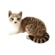 thumbnail image 3 of Encantador Animal De Peluche Cómodo Adornos Para El Hogar Gato Juguete De Peluche Para Adultos 40cm Gato Gris, 3 of 5