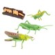 thumbnail image 3 of Figuras De Crecimiento De Saltamontes De Naturaleza Plástica, Juguetes Cognitivos De Aprendizaje Para Ni?os, 3 of 5