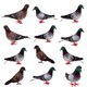thumbnail image 4 of 12 x falsas plumas artificiales de espuma palomas aves boda decoración adorno lugar, 4 of 5