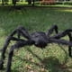 thumbnail image 4 of Araña Gigante Peluda Decoración Halloween 150cm Negra Negro, 4 of 4