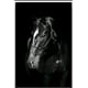 thumbnail image 4 of Cuadro Caballo Elegante en Blanco y Negro 60x90cm, 4 of 4