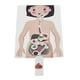 thumbnail image 2 of Sistema Digestivo Humano Órgano Del Cuerpo Humano Juguetes Educativos Partes Del Cuerpo Humano, 2 of 3