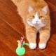 thumbnail image 3 of Set 6 Juguete Pelotas Suaves Para Mascotas Divertidas Lau, 3 of 3