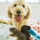 thumbnail image 2 of Juguete para mascotas ALL FOR PAWS Classic Squirrel pequeño para perros, 2 of 6