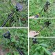 thumbnail image 5 of Herramienta quitahierbas SIXCAR de acero al manganeso para jardín, 34 cm, 5 of 7